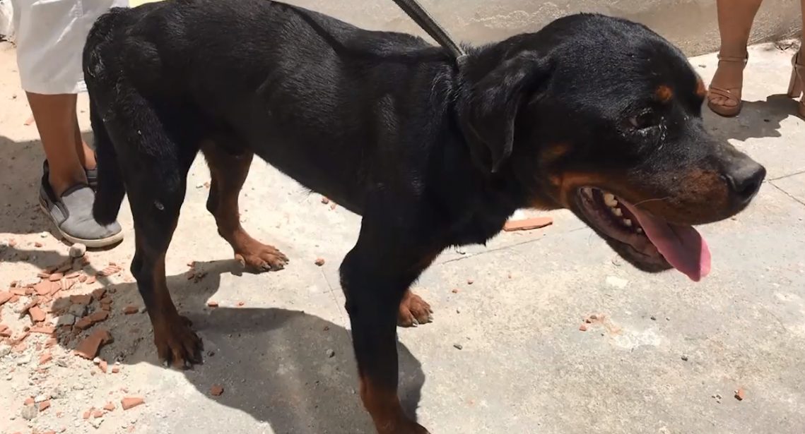 Casal de Rottweiler vítima de maus-tratos é resgatado em bairro nobre de Vitória