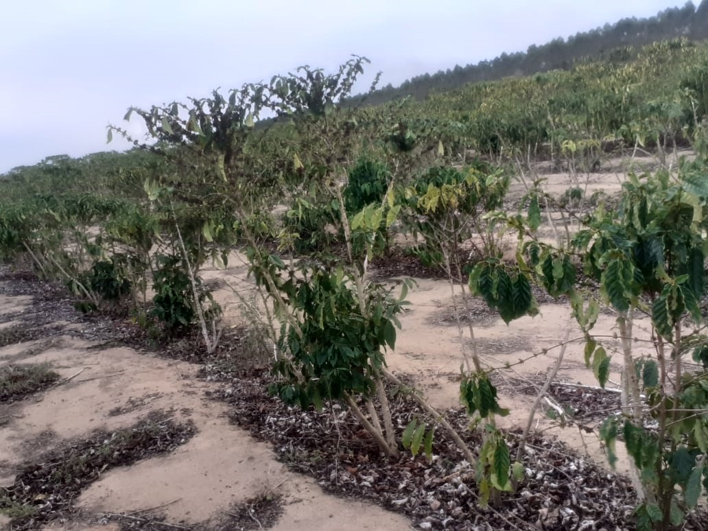 Agricultores e pecuaristas já apontam queda na produção do ano que vem com seca e frio
