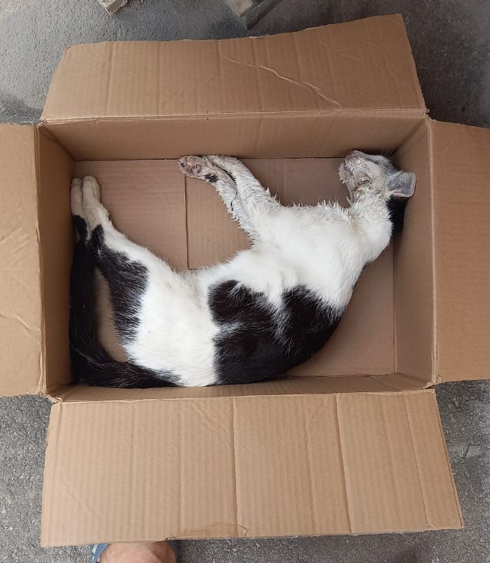 CPI investiga morte de 16 gatos em Linhares