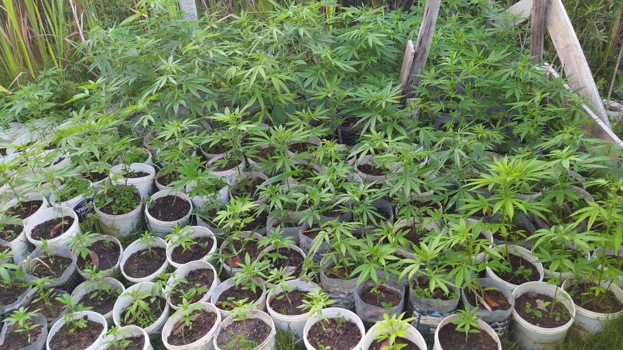 Polícia Civil apreende mais de 100 pés de maconha em Marataízes