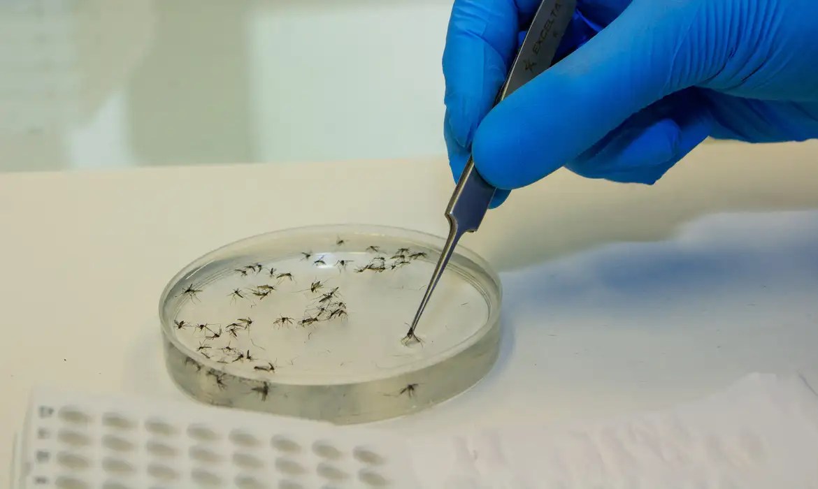 Estudo explica diferença de sintomas entre febre do Oropouche e dengue