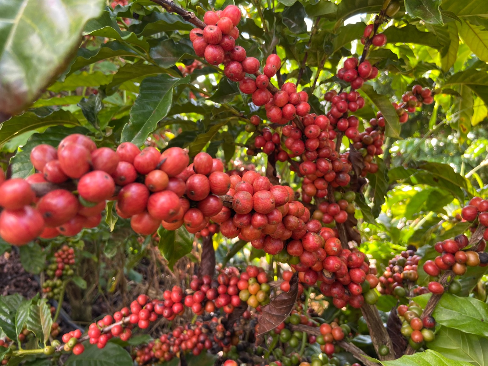 Café, em mais uma alta, chega a R$ 2.520,22
