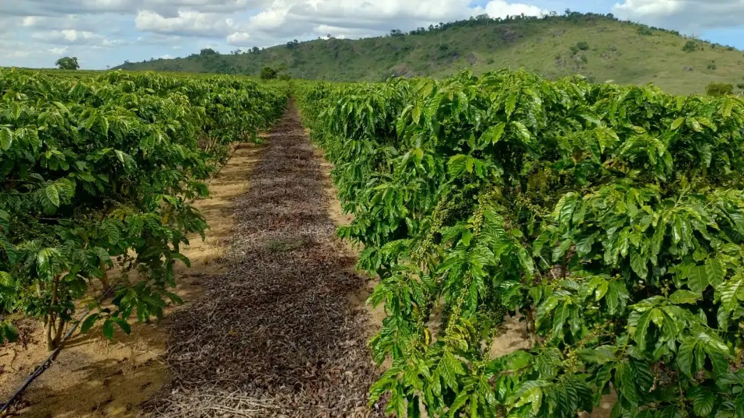 Mutirão de Documentação da Trabalhadora Rural em Linhares promove acesso a direitos para mulheres rurais e suas famílias