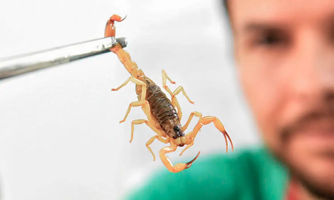 Crianças são mais vulneráveis a envenenamento por picada de escorpião