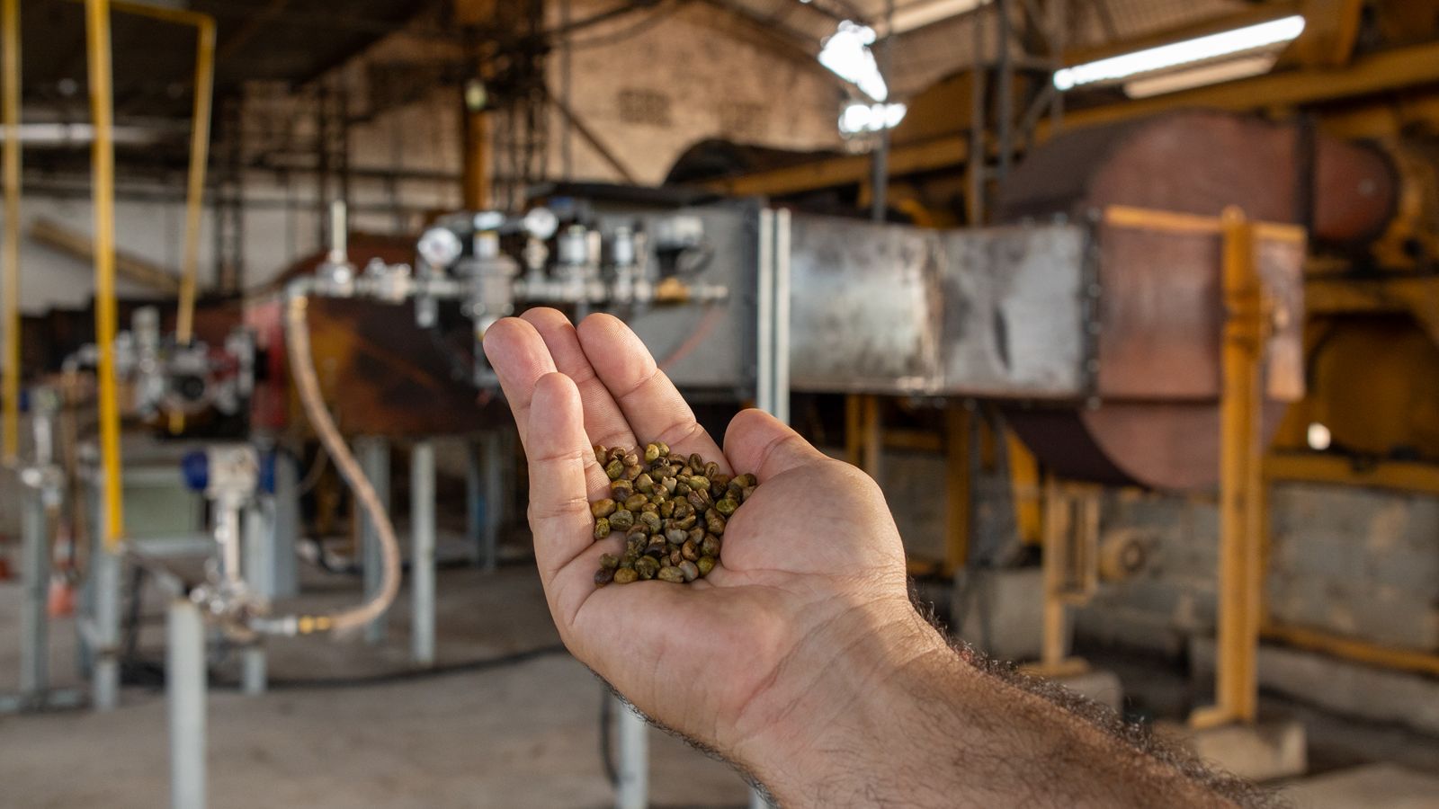 Projeto aponta aumento de produtividade e melhora da qualidade do café com uso de gás natural na secagem