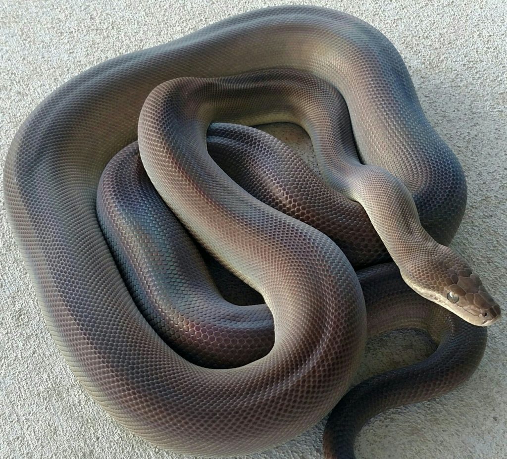 Olive Python - Tierra de Morelia