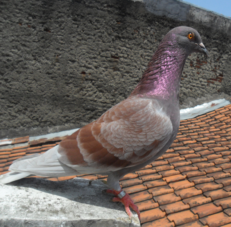 Ternak Merpati Balap - Like And Share