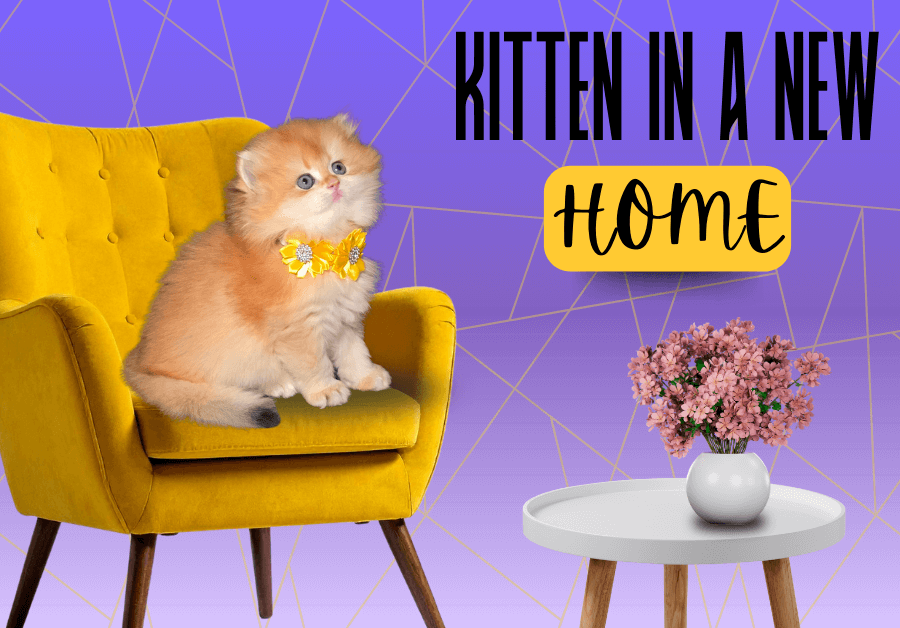 Kitten in new home