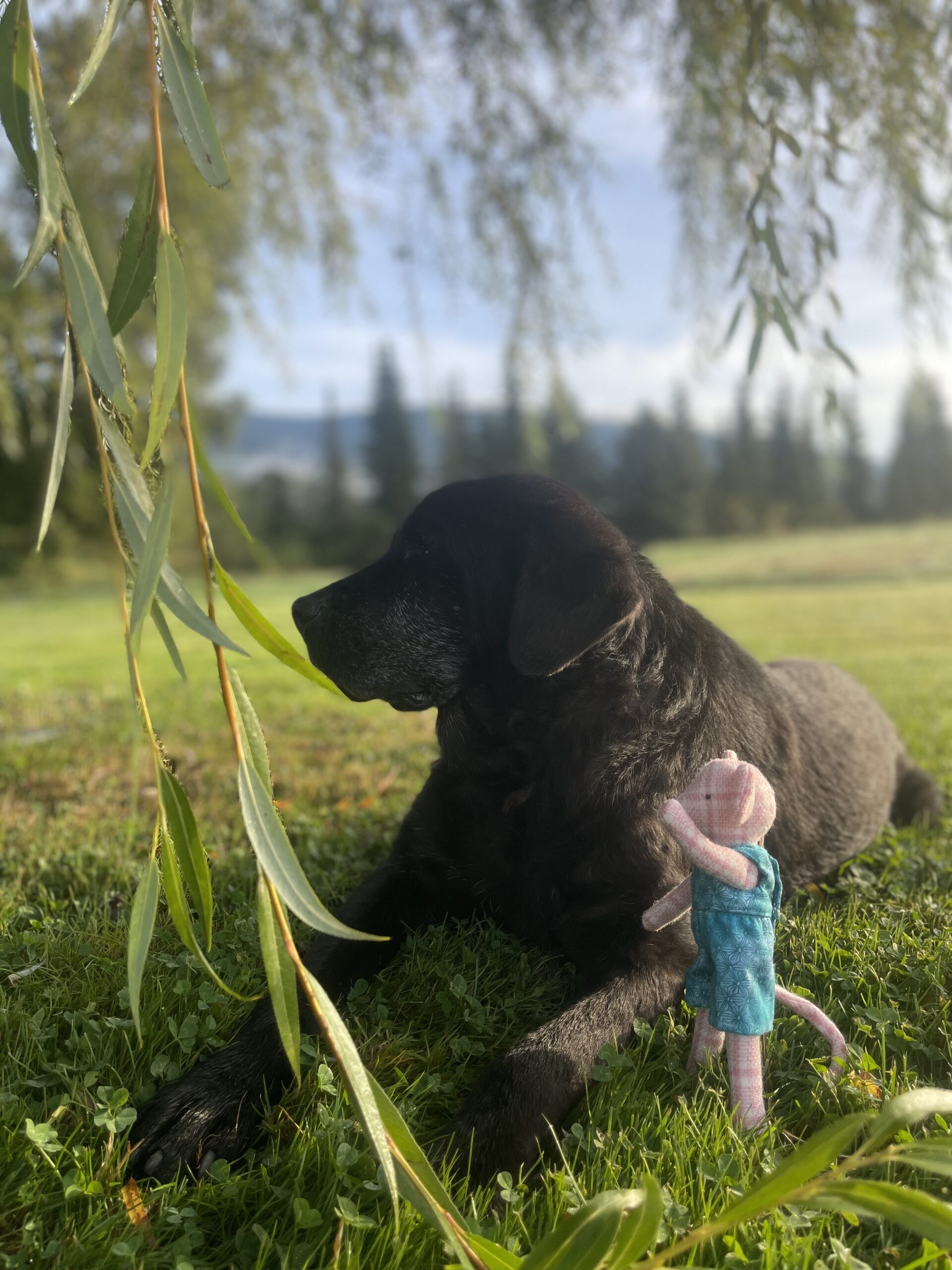 Oley is featured in a children’s book about friendship that you will give as a gift with chamomile mint tea.