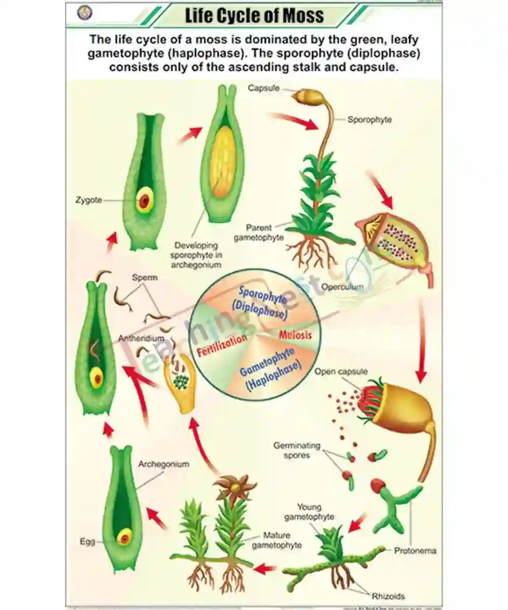 Life Cycle of Moss chart Laminated, With Rollers TeachingNest