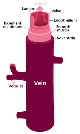 11.09.2021 · name the blood vessel labeled 'd'. Ultrastructure Of Blood Vessels Arteries Veins Teachmeanatomy