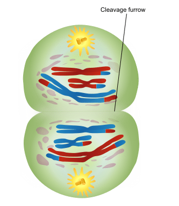 picture Telophase 1 And Cytokinesis Meiosis teachmephysiology