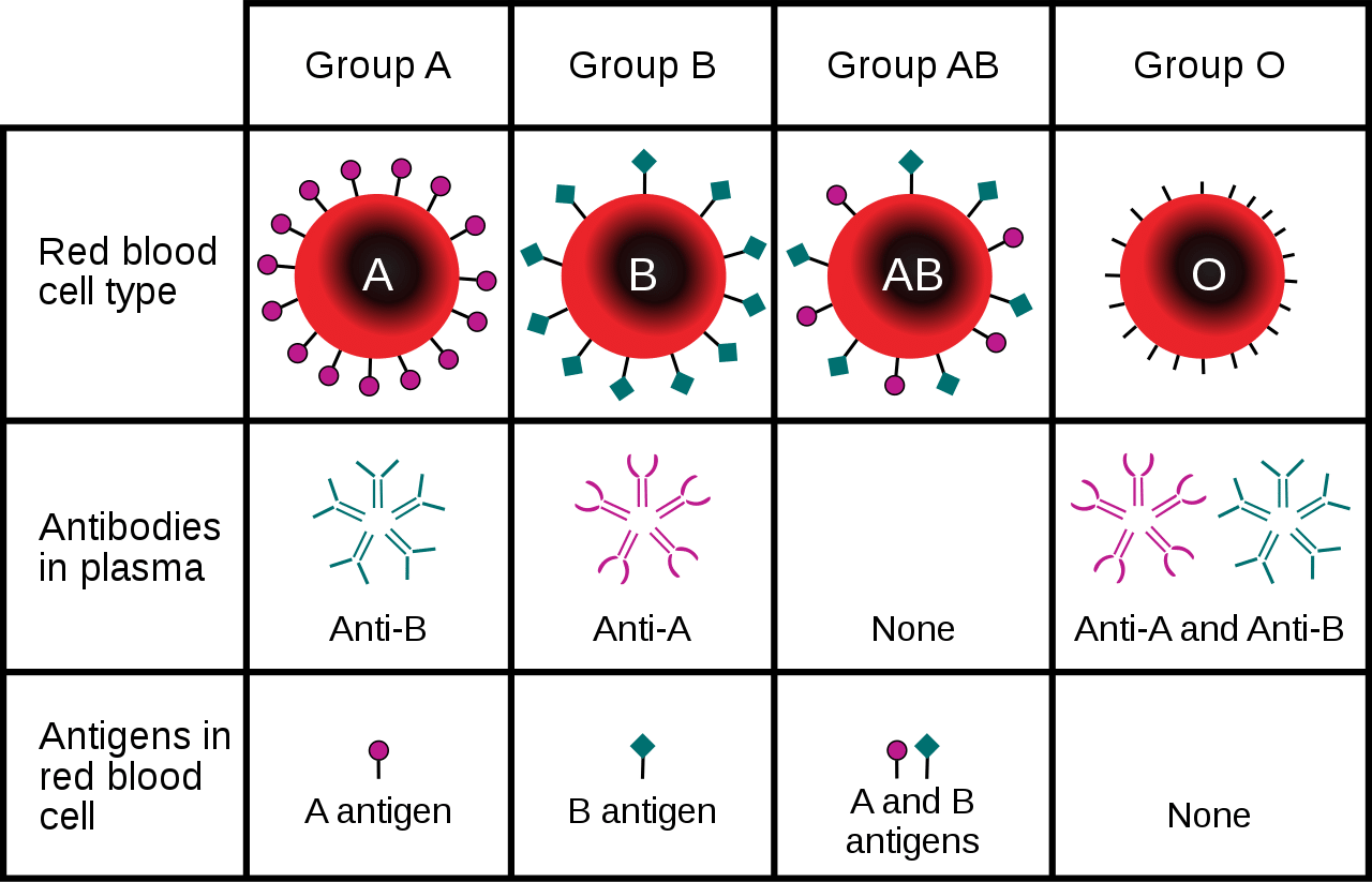 Blood Tyg Lab Supernavage Cmswiki Wikispaces File View Abobloodsystem Gif 337102190 440x256 Abobloodsystem Gif Rapidonline Pdf 52 0822t Pdf Ppt Video Online Download Ia and ib are codominant and i is recessive to both ia and ib.