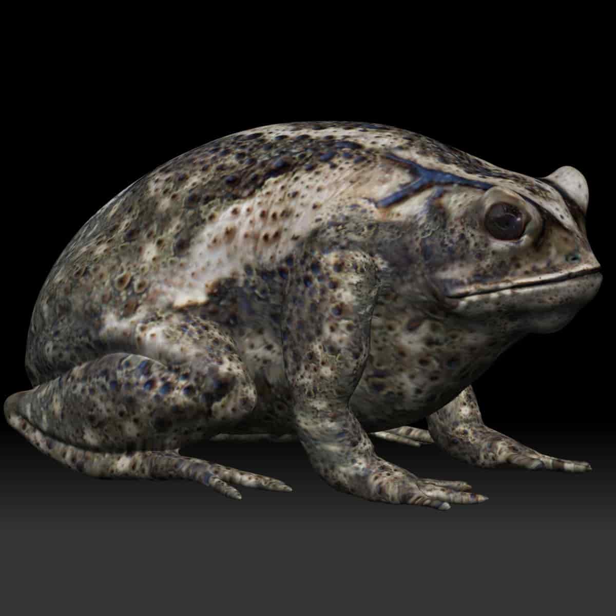 Toad 3d Model With Photorealistic Low Poly Mesh Team 3d Yard