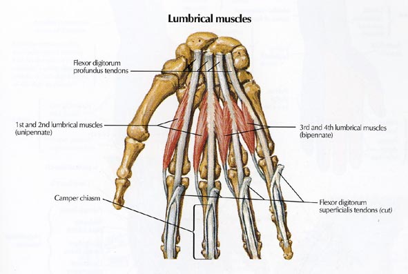 Limited by the palmar and … Anatomy Of The Hand Team Bone