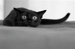 Dramatic Cats