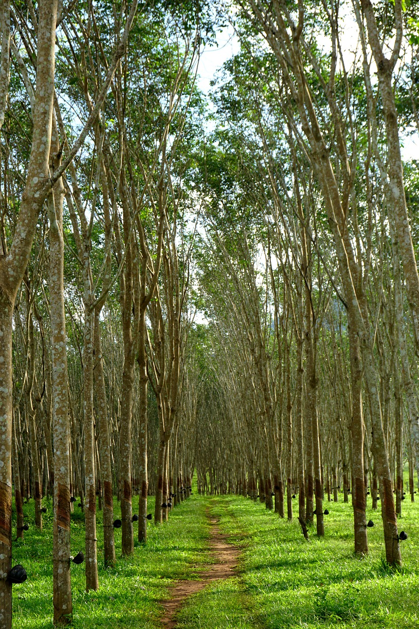 rubber tree, rubber trees, rubber, tree, nature, latex, plantation, kanchanaburi, thailand, rubber tree, rubber tree, rubber tree, rubber tree, rubber tree