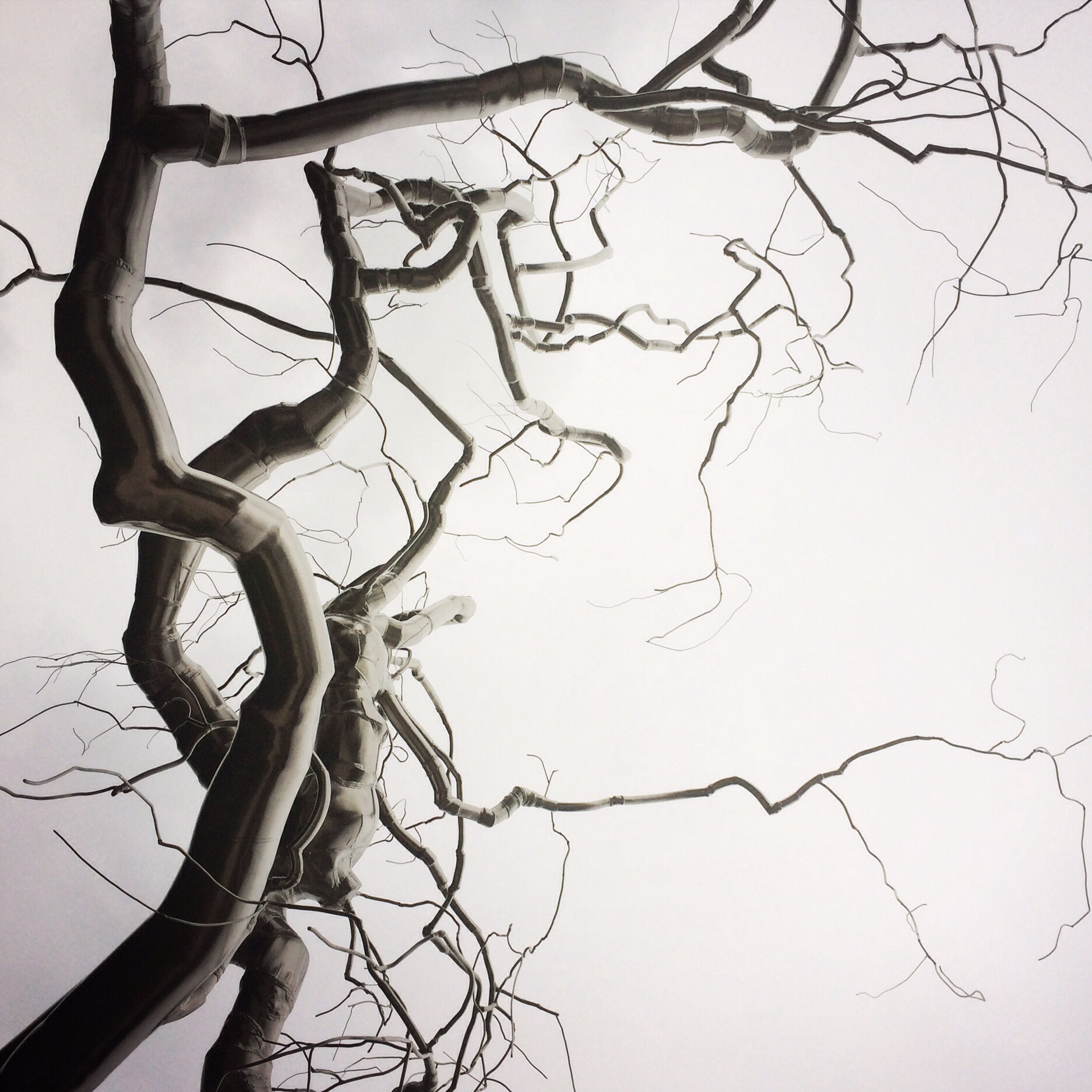 Roxy Paine, b. 1966. Graft, 2008-2009.