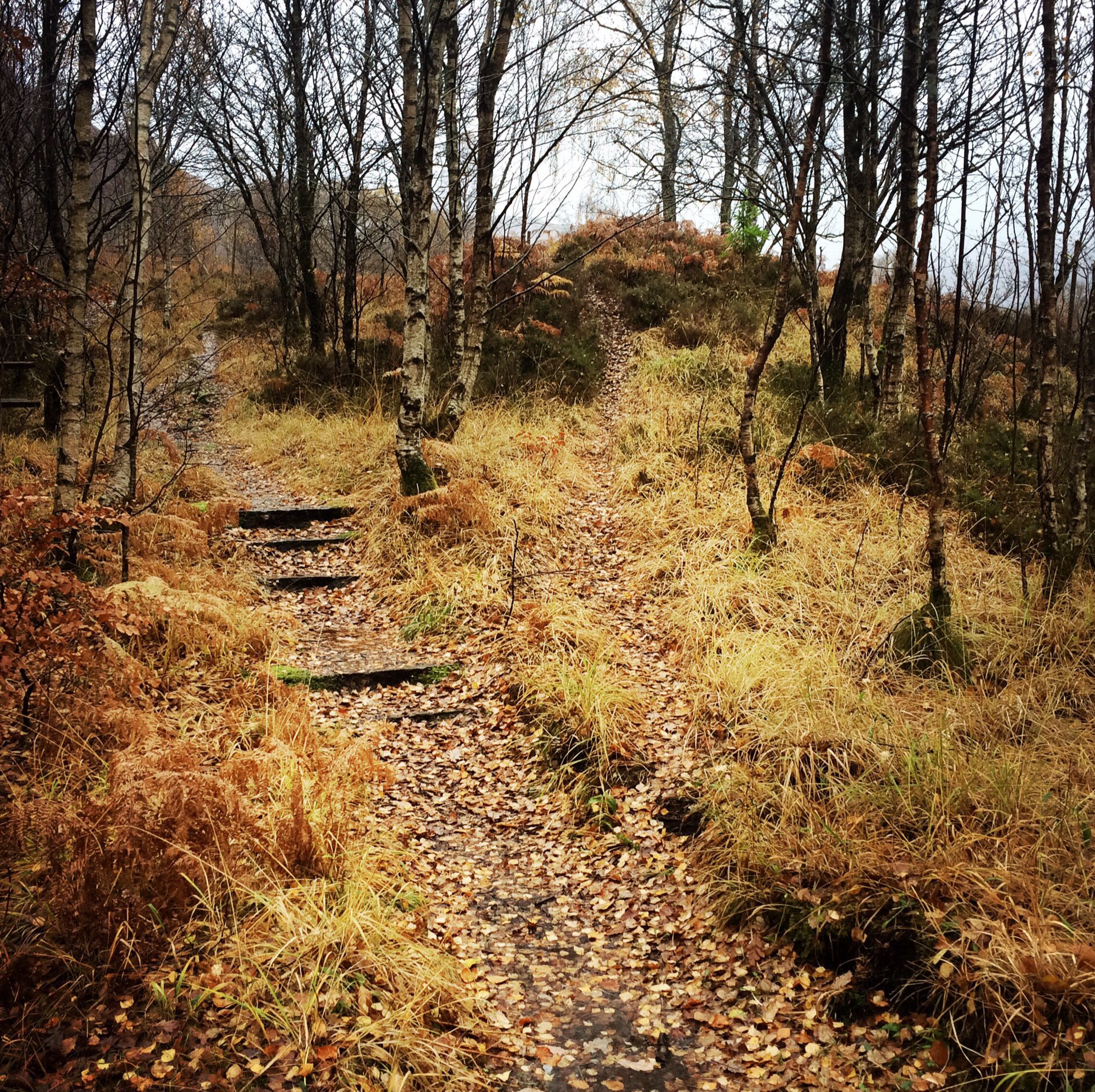 Golden forest floor, walk to Grey Mare Falls