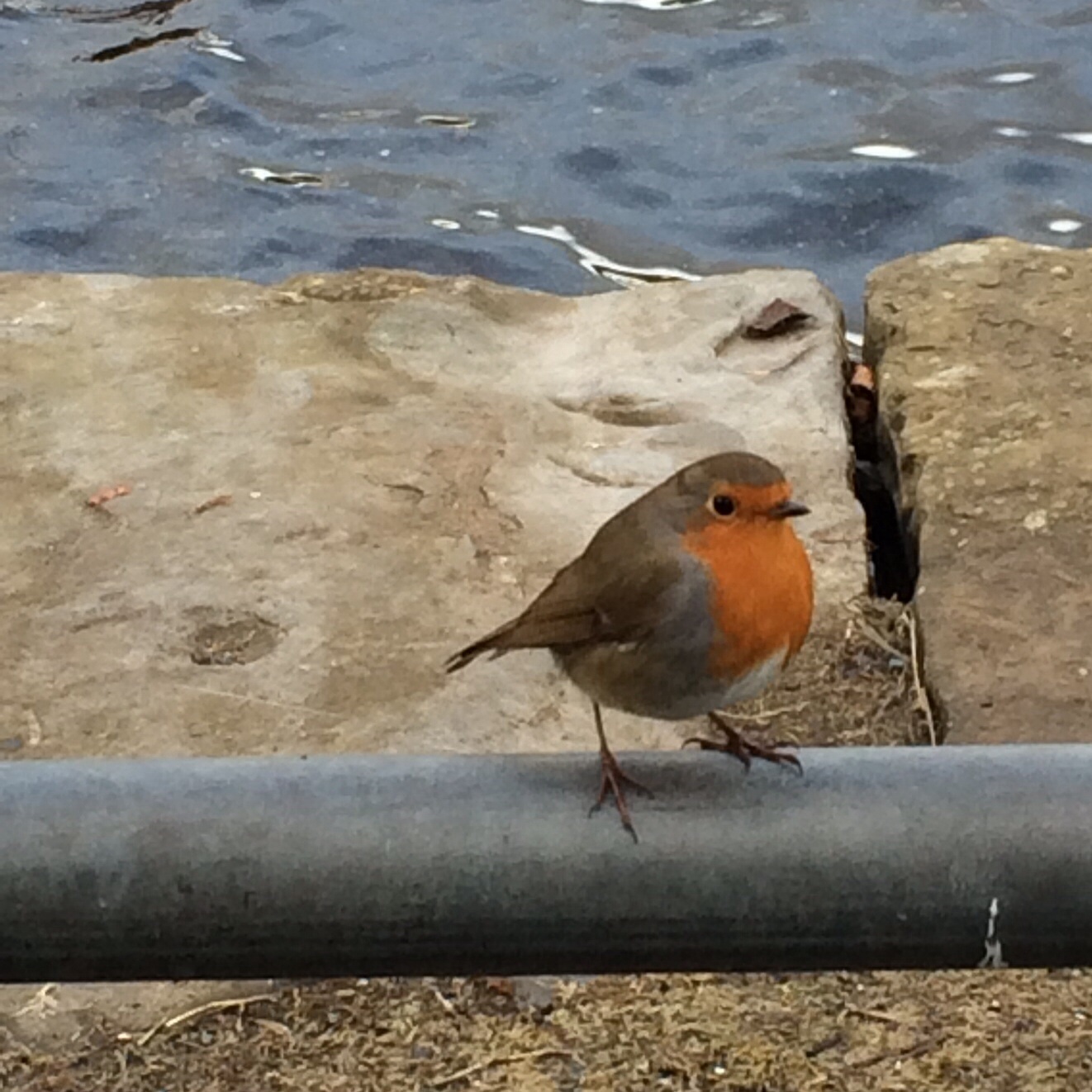 Wildlife photography- iPhone style