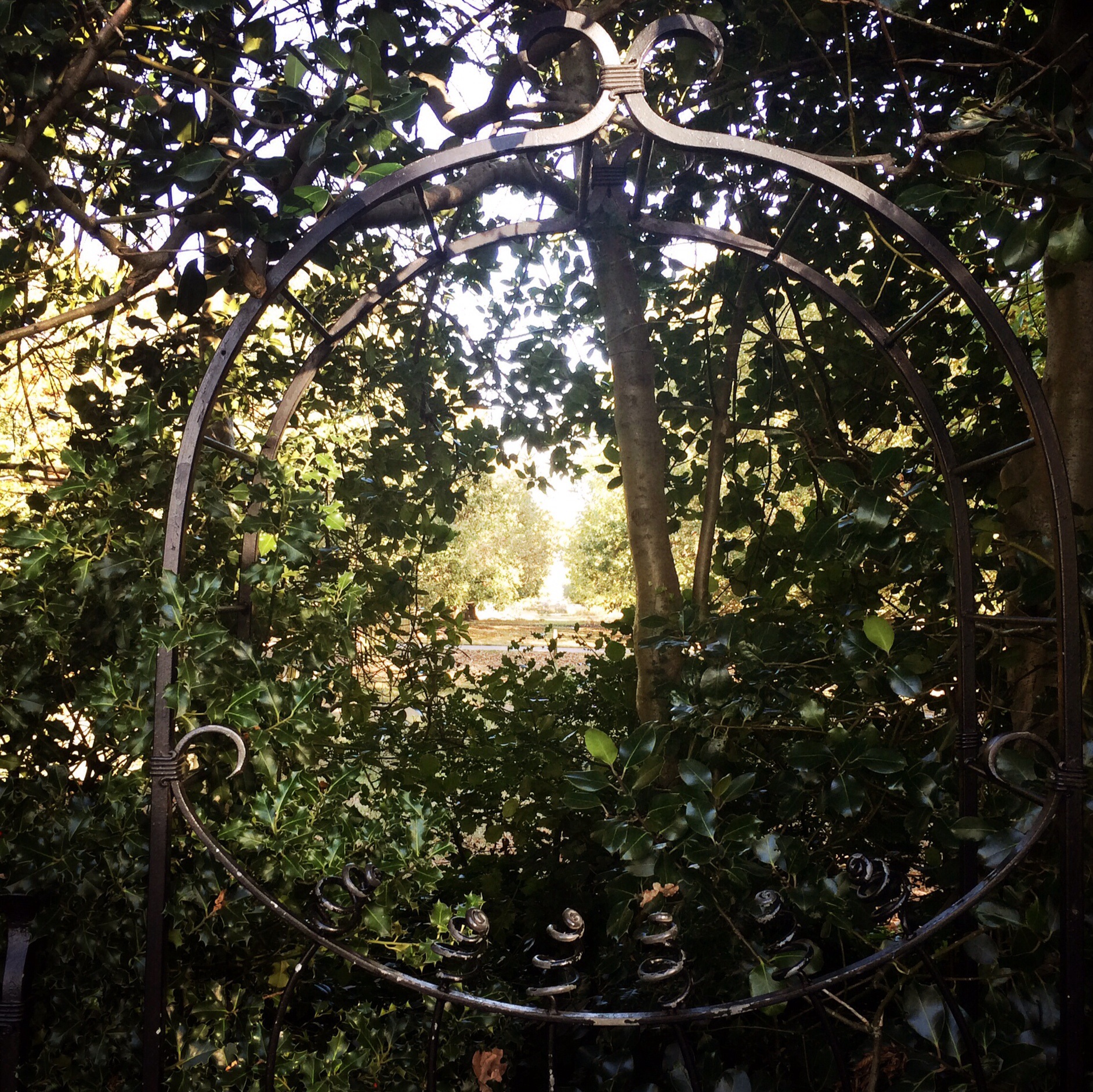 We could see St Paul's through this hedge.