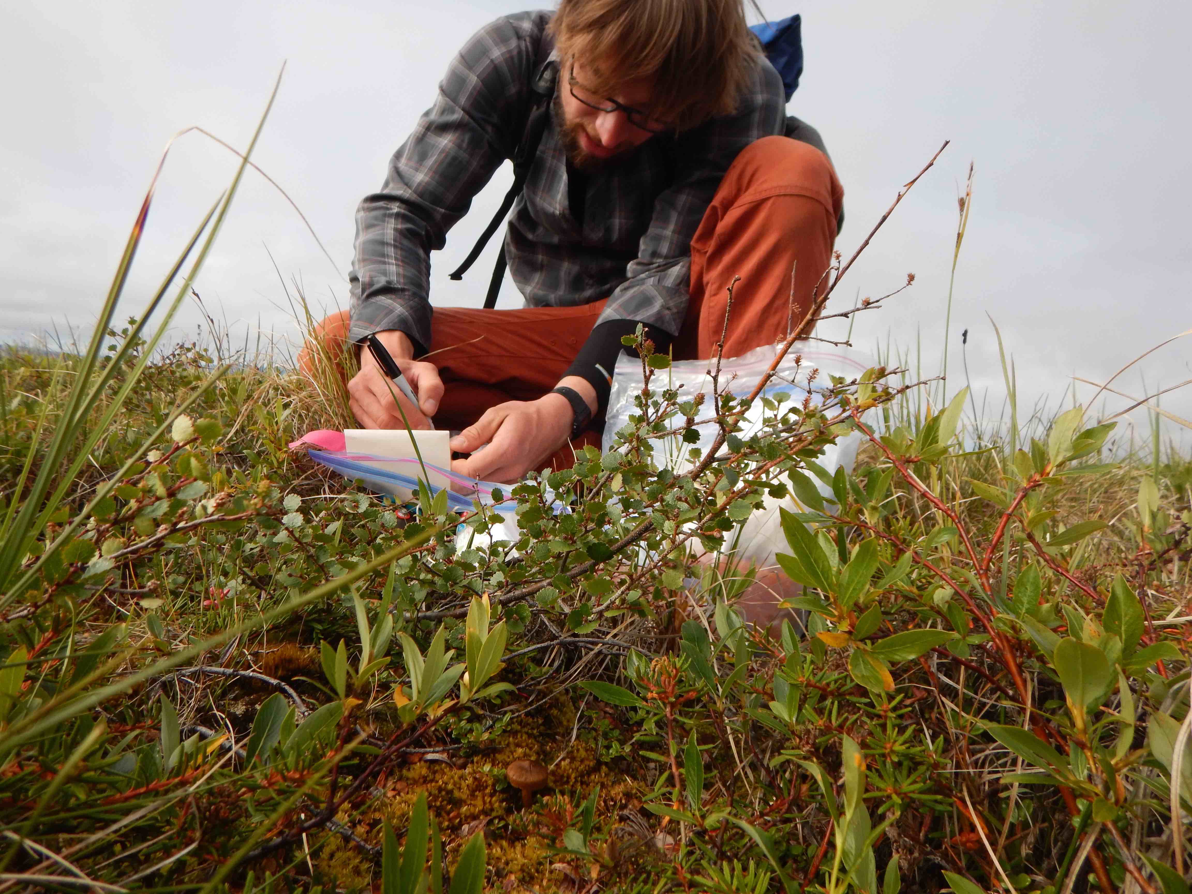 Jakob and his Continental Betula nana (Whale Bay on the mainland).