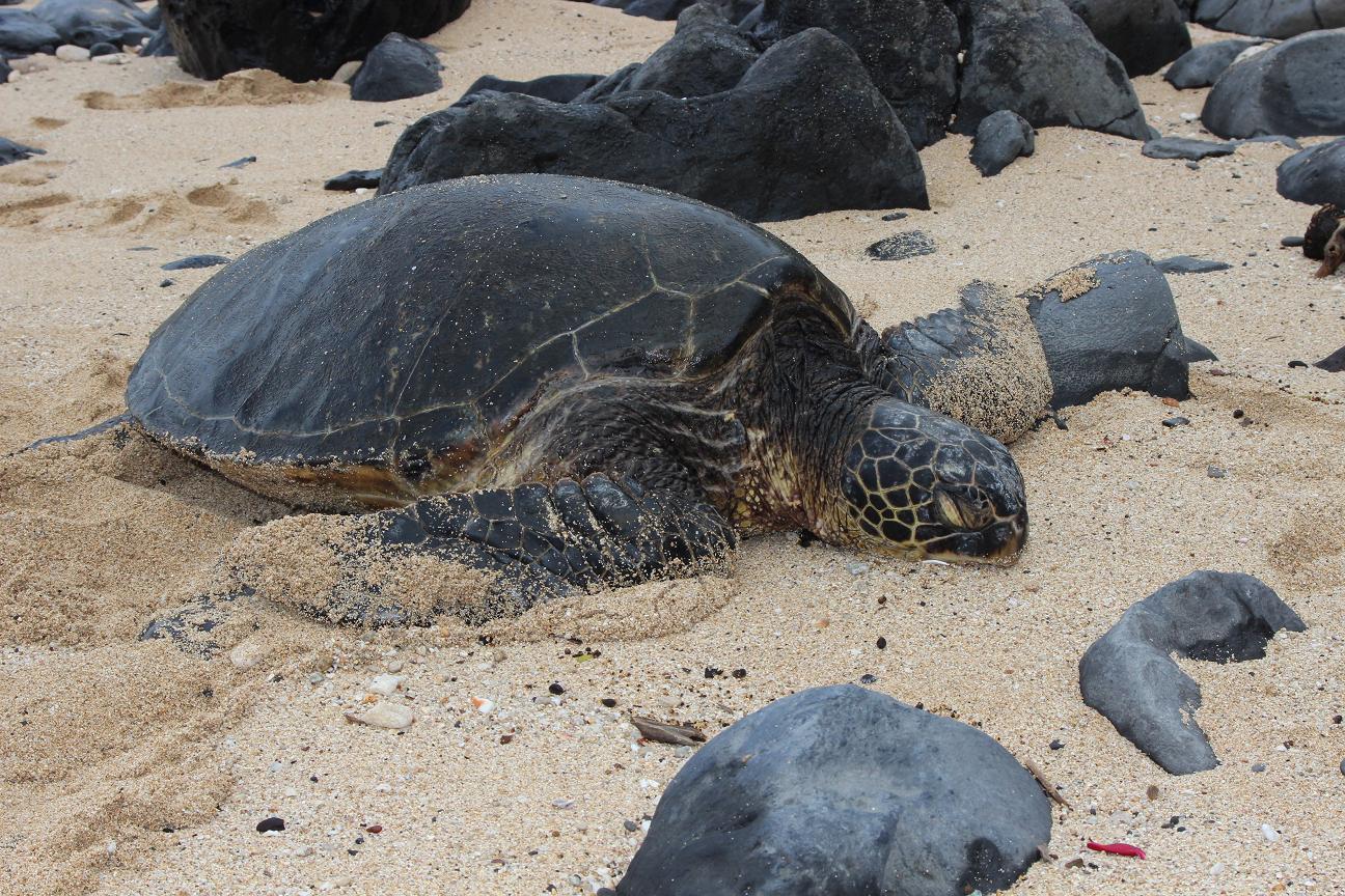 green sea turtle, maui, hawaii, nature, wildlife