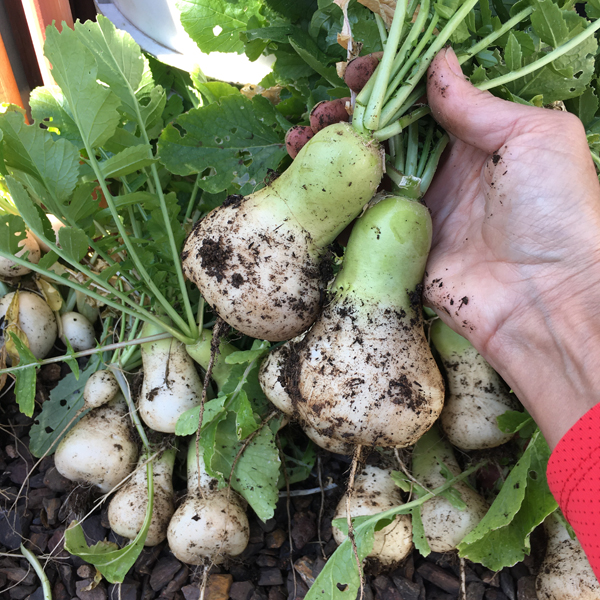 Mini Mak radishes