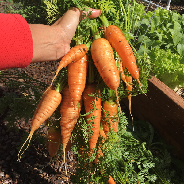 Chantenay carrots