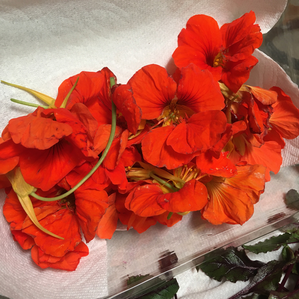 Nasturtium (edible) flowers