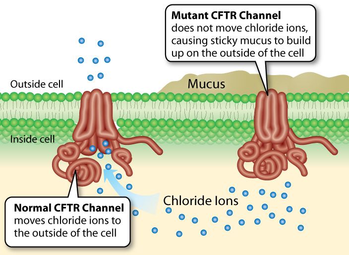 Diagram of how the cystic fibrosis transmembrane conductance regulator works at the molecular level.