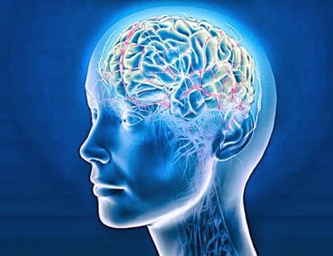 brain