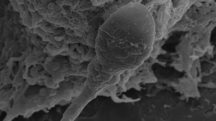 Can humans have babies in space? It may be harder than expected