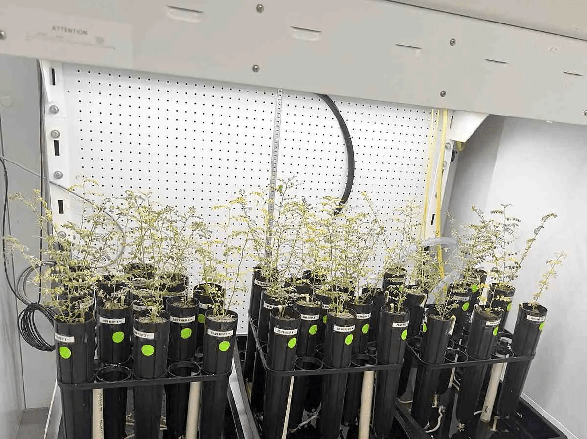 Scientists Grow Chickpeas in ‘Moon Dirt’