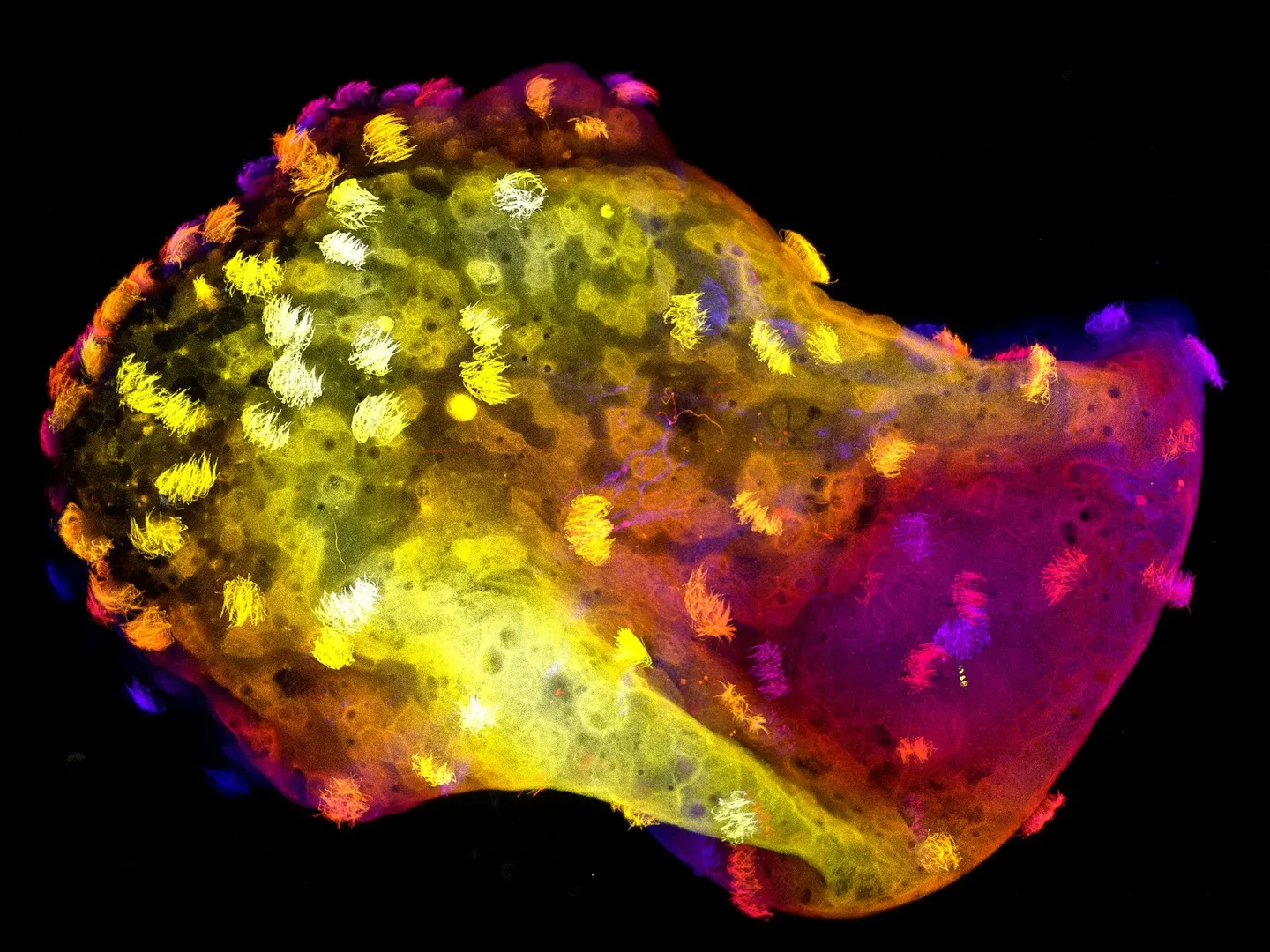 Scientists Build Living Robots With Nervous Systems