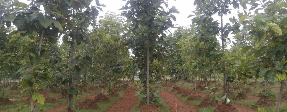 Millions Of Trees Planted In Africa To Remove Carbon & Restore Soil