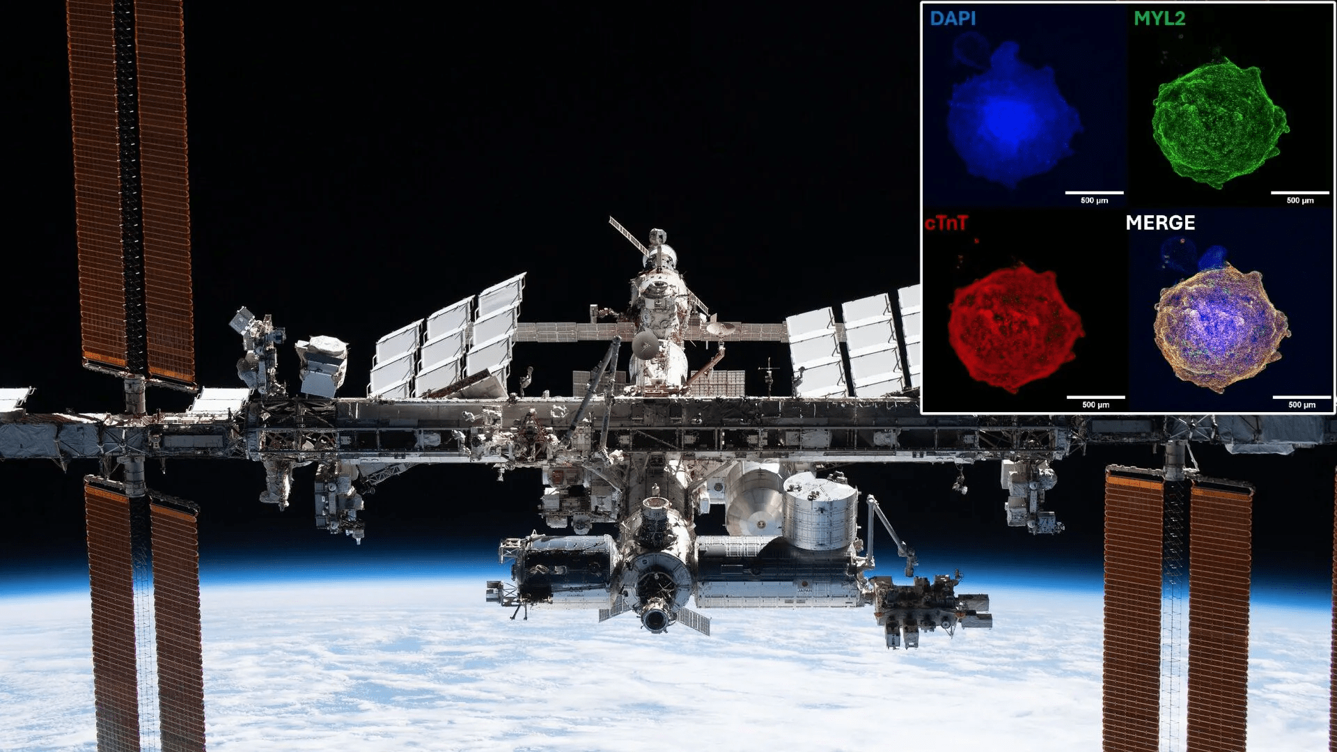 Spaceflight is hard on the heart, yet artificial ones grow better in space than on Earth