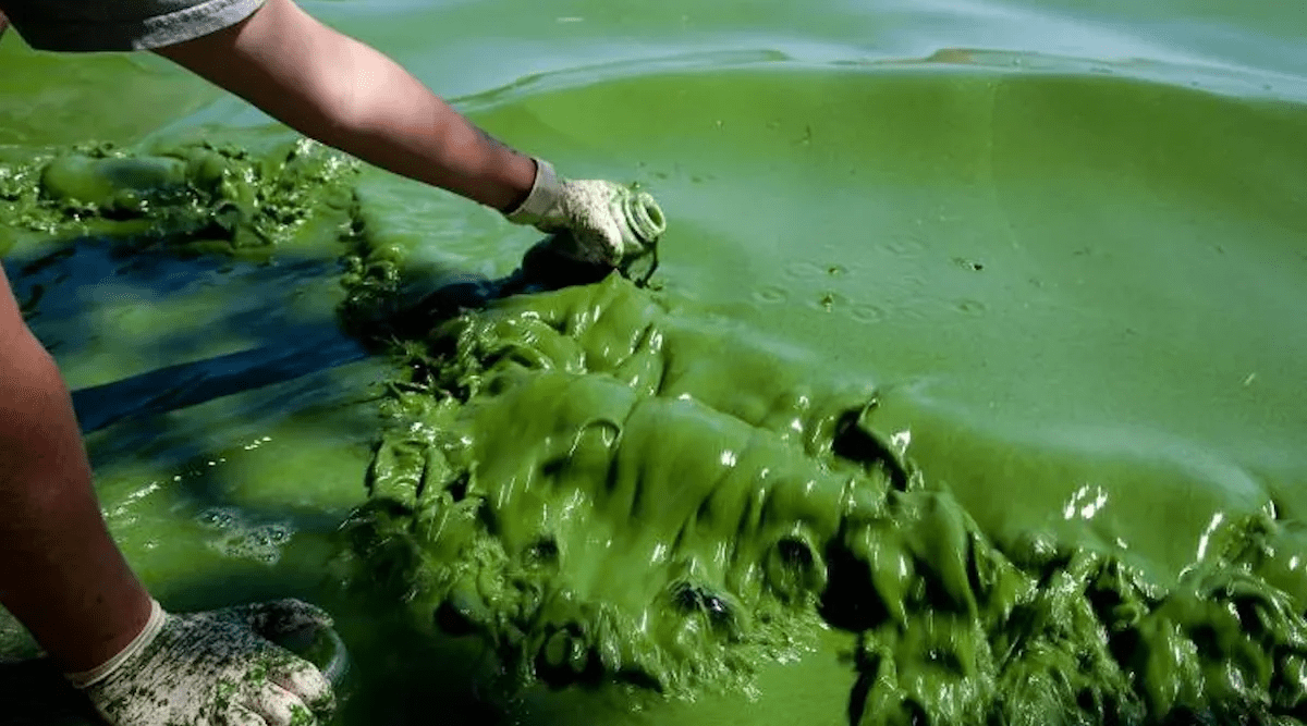 US President Donald Trump Makes Surprise Move Into Algae Biofuel