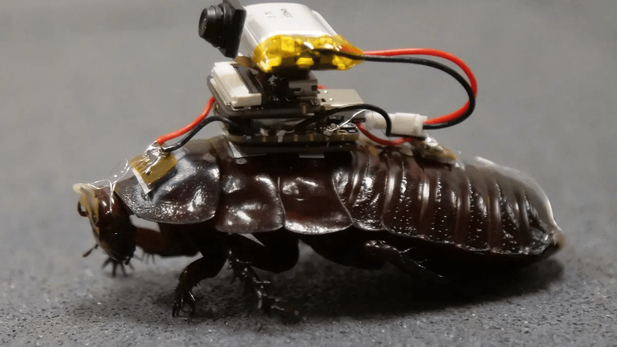 Cyborg Roaches Can Stab You With Needles