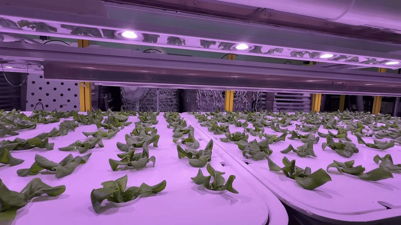 How a Raleigh tech company is using AI to farm produce indoors