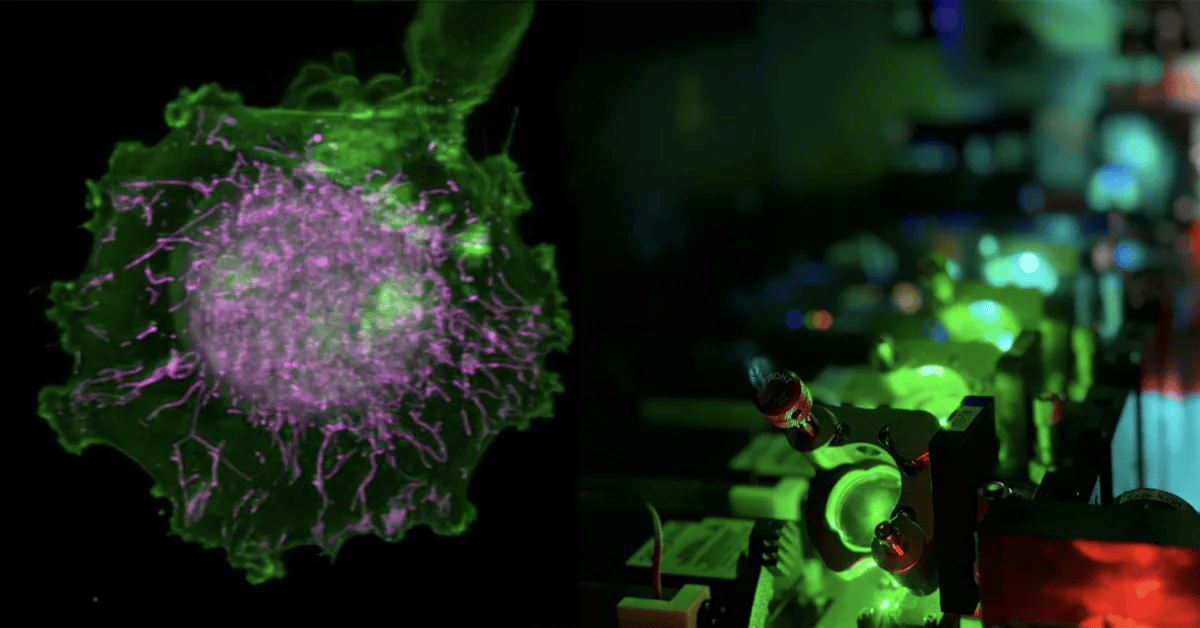 Virtual Cells Built from 4D AI Models and “Digital Twins” Could Speed Up Drug Discovery