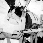 On this day in space! Oct. 18, 1963: France’s Félicette Becomes the 1st Cat in Space! >^..^<