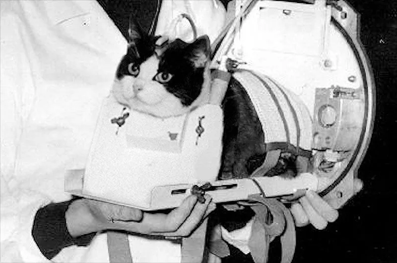 On this day in space! Oct. 18, 1963: France’s Félicette Becomes the 1st Cat in Space! >^..^<