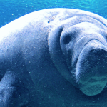 Sierra Club, Conservation Groups File Lawsuit Aimed at Restoring Protections for Threatened Wildlife