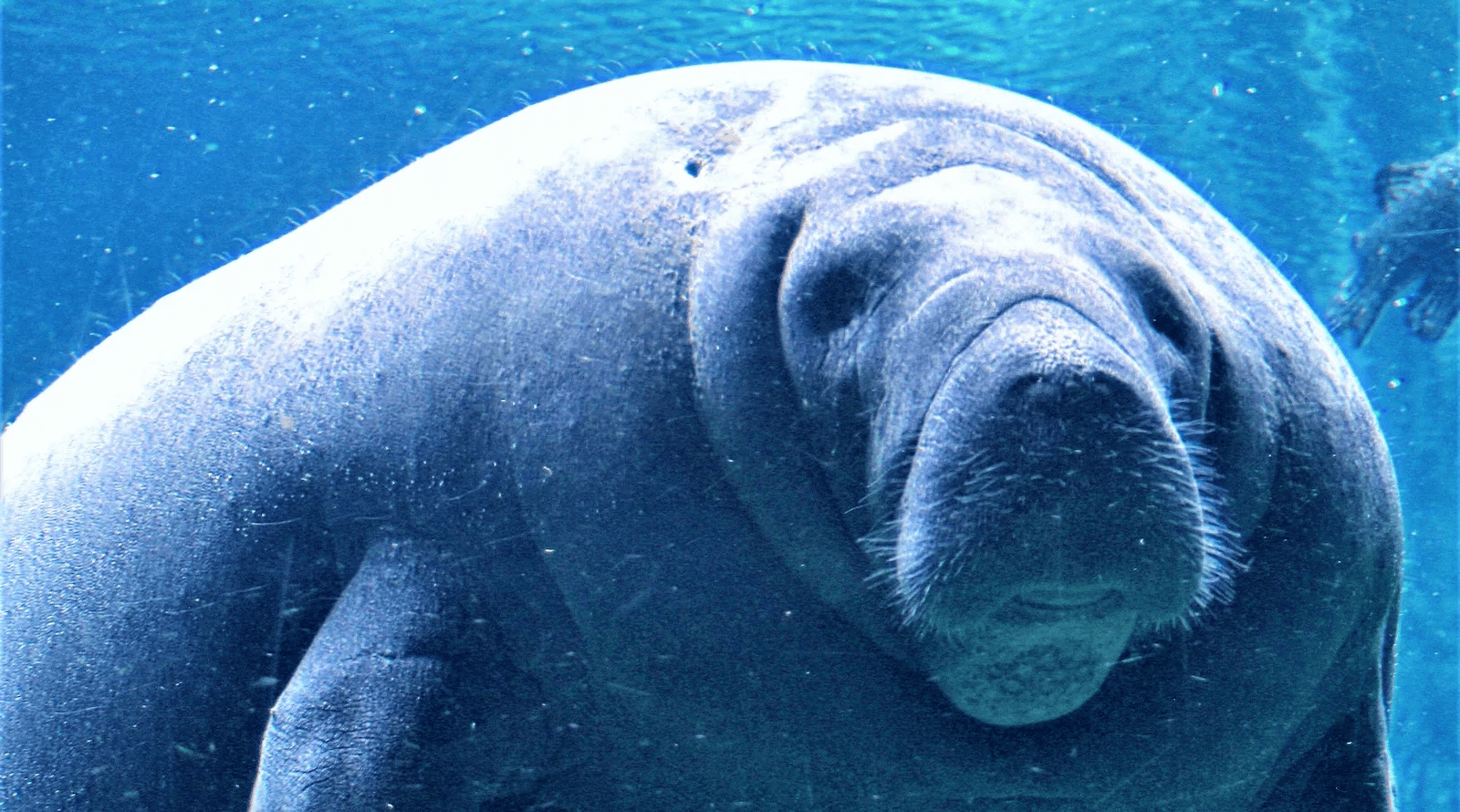 Sierra Club, Conservation Groups File Lawsuit Aimed at Restoring Protections for Threatened Wildlife