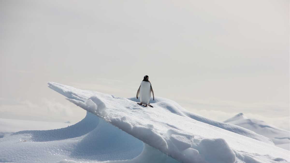 Penguin caught in the crosshairs: advanced persistent threat groups actively target Linux-based workstations and servers