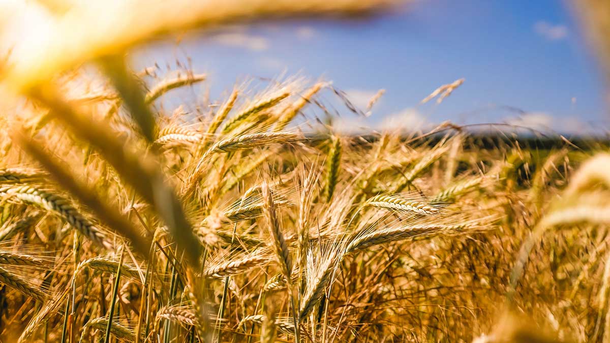SAS and Pappas Capital partner to propel AgTech startups with analytics