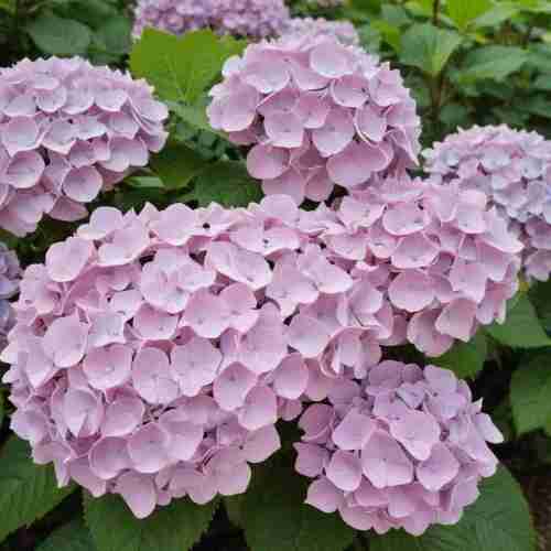 36 Rapid-Growing Privacy Shrubs to Turn Your Yard into a Green Hideaway 17 Hydrangea Hydrangea macrophylla