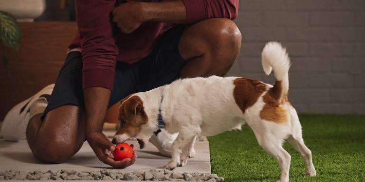 How to Teach Your Puppy to Retrieve a Toy