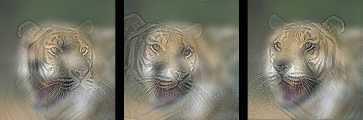 illusion2.jpg